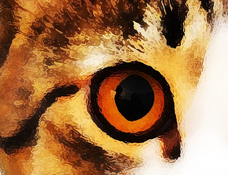 eye-cat